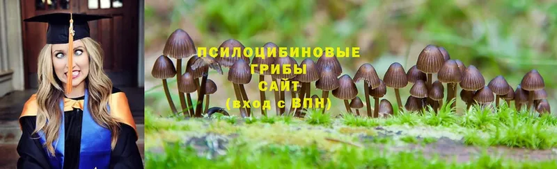 Галлюциногенные грибы MAGIC MUSHROOMS  OMG сайт  Стрежевой  наркошоп 